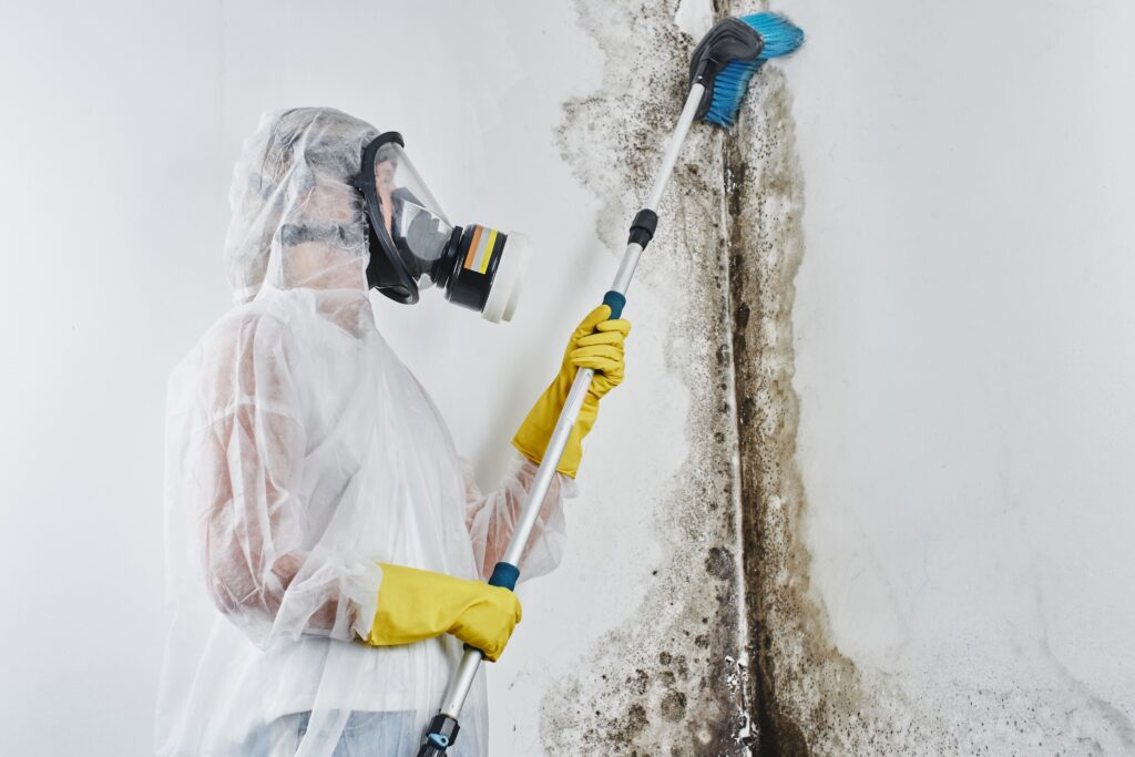 Mould Removal Services Company